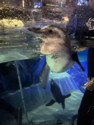すみだ水族館に投稿された画像(2026/7/11)