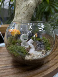 苔むす屋に投稿された画像(2026/7/11)