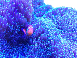 くしろ水族館ぷくぷくに投稿された画像(2026/7/11)
