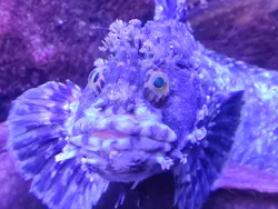 くしろ水族館ぷくぷくに投稿された画像(2026/7/11)