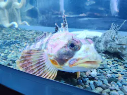 くしろ水族館ぷくぷくに投稿された画像(2026/7/11)