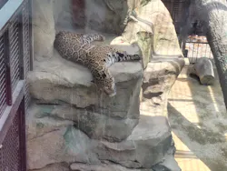東武動物公園に投稿された画像(2026/7/11)