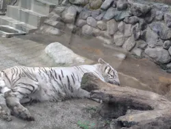 東武動物公園に投稿された画像(2026/7/11)