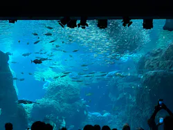 新江ノ島水族館に投稿された画像(2026/7/11)