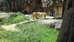 天王寺動物園に投稿された画像(2026/7/12)
