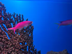 シン・マリホ水族館に投稿された画像(2026/7/12)