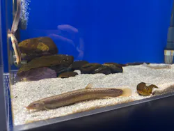 シン・マリホ水族館に投稿された画像(2026/7/12)