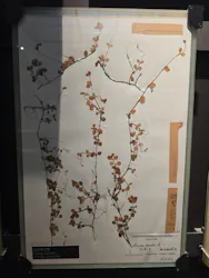 国立科学博物館に投稿された画像(2026/7/12)
