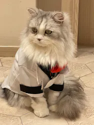 猫カフェモカ イオンモール幕張新都心店に投稿された画像(2026/7/12)