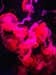 京都水族館に投稿された画像(2026/7/12)