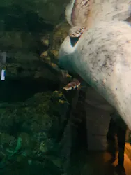 京都水族館に投稿された画像(2026/7/12)
