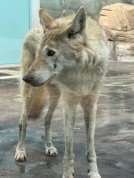 天王寺動物園に投稿された画像(2026/7/13)