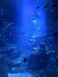京都水族館に投稿された画像(2026/7/13)