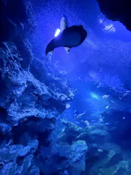 京都水族館に投稿された画像(2026/7/13)