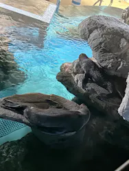 京都水族館に投稿された画像(2026/7/13)