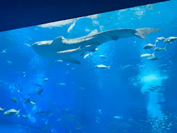 沖縄美ら海水族館に投稿された画像(2026/7/14)