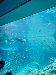 沖縄美ら海水族館に投稿された画像(2026/7/14)