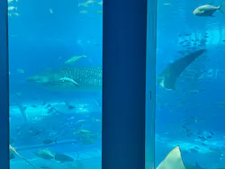沖縄美ら海水族館に投稿された画像(2026/7/14)
