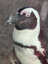京都水族館に投稿された画像(2026/7/14)