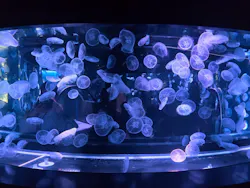 京都水族館に投稿された画像(2026/7/14)
