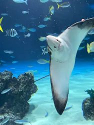 サンシャイン水族館に投稿された画像(2026/7/15)