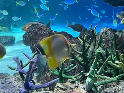 サンシャイン水族館に投稿された画像(2026/7/15)