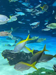 サンシャイン水族館に投稿された画像(2026/7/15)