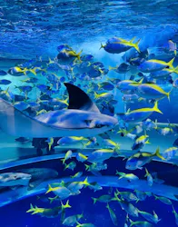 AQUARIUM × ART atoaに投稿された画像(2026/7/15)