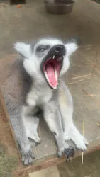ANIMAL WONDER REZOURT 市原ぞうの国・サユリワールドに投稿された画像(2026/7/15)