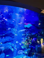 すみだ水族館に投稿された画像(2026/7/16)