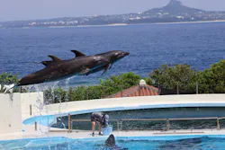 沖縄美ら海水族館に投稿された画像(2026/7/16)