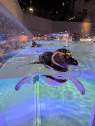 すみだ水族館に投稿された画像(2026/7/16)