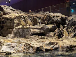 すみだ水族館に投稿された画像(2026/7/16)