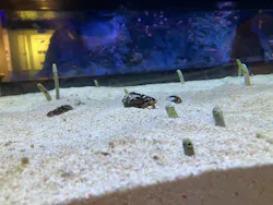 すみだ水族館に投稿された画像(2026/7/17)