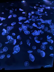すみだ水族館に投稿された画像(2026/7/17)