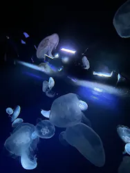 サンシャイン水族館に投稿された画像(2026/7/17)