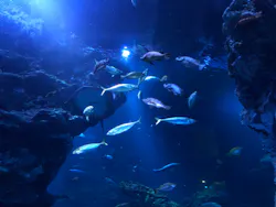 京都水族館に投稿された画像(2026/7/17)