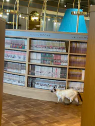 猫カフェモカ 吉祥寺店に投稿された画像(2026/7/18)