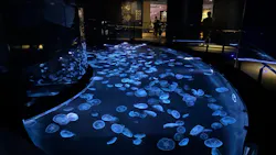 すみだ水族館に投稿された画像(2026/7/18)
