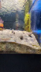 下田海中水族館に投稿された画像(2026/7/18)