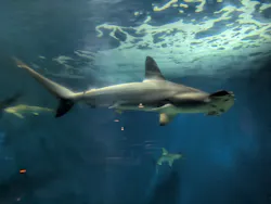 アクアワールド茨城県大洗水族館に投稿された画像(2026/7/18)