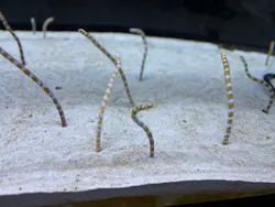 すみだ水族館に投稿された画像(2026/7/18)