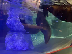 すみだ水族館に投稿された画像(2026/7/18)