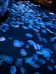 すみだ水族館に投稿された画像(2026/7/18)