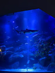 すみだ水族館に投稿された画像(2026/7/18)