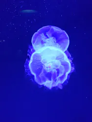 サンシャイン水族館に投稿された画像(2026/7/18)