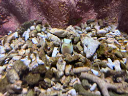 AQUARIUM × ART atoaに投稿された画像(2026/7/18)