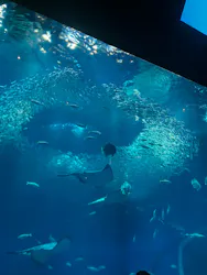 アクアワールド茨城県大洗水族館に投稿された画像(2026/7/18)