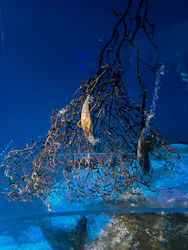 アクアワールド茨城県大洗水族館に投稿された画像(2026/7/18)