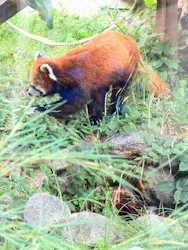 天王寺動物園に投稿された画像(2026/7/18)
